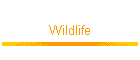 Wildlife